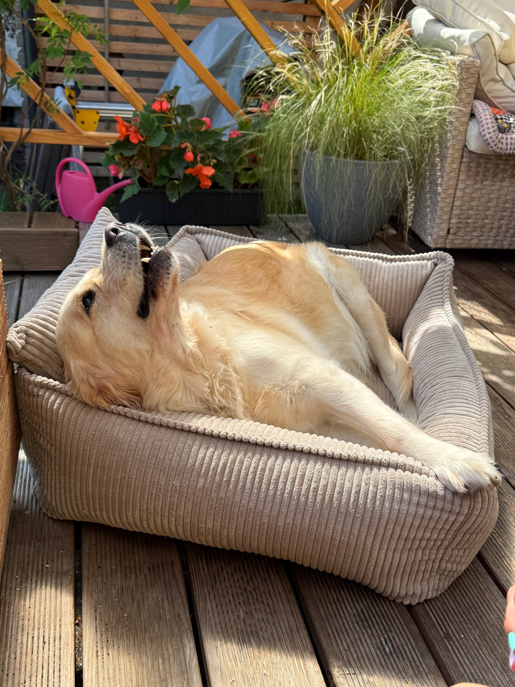 Lodie Corduroy Dog Sofa with Removable Cover – Vanilla Beige, L