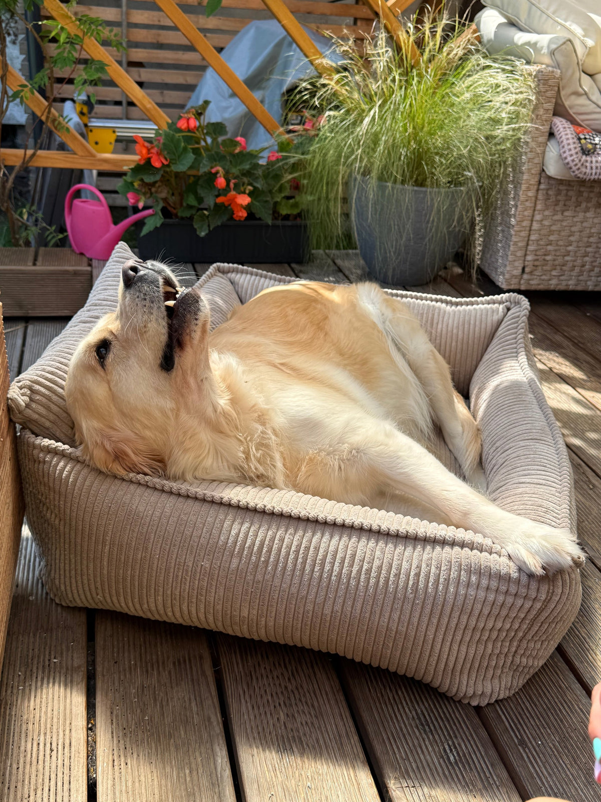 Lodie Corduroy Memory Foam Dog Sofa – Beige, L